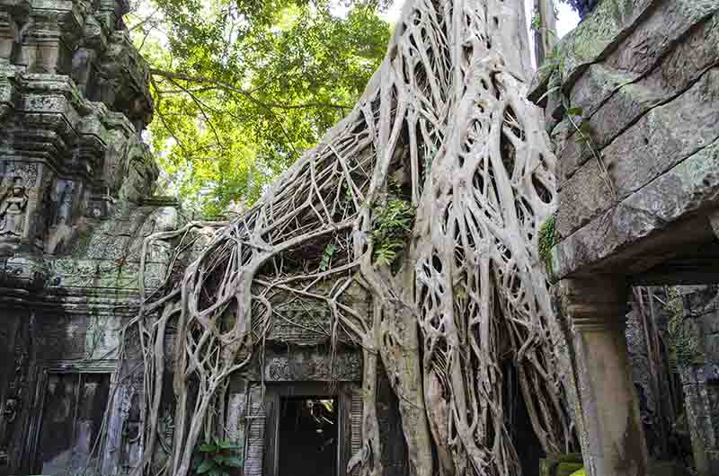 Camboya - Angkor 6 - templo de Ta Prohm